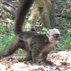 Lemurs at the Tana&nbsp;Zoo
