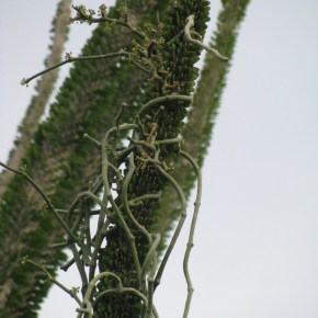 Madagascar- Endemic plants to Spiny Forest (part&nbsp;1)