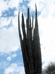 Didieraceae Alluaudia ascendens - protected-  exists at Fleuve mandrare River
