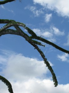 Endemic and protected/ very important.