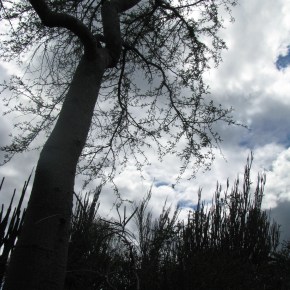 Madagascar- Endemic Plants (part&nbsp;2)