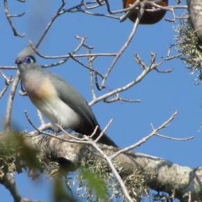 Short Story: “The Helpful Coua”: by&nbsp;Me:)